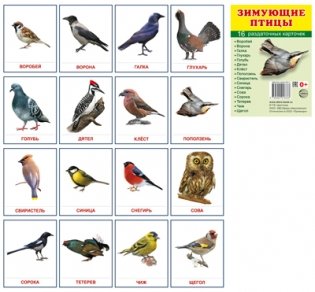 Демонстрационные картинки Супер. Зимующие птицы.16 раздаточных карточек с текстом фото книги