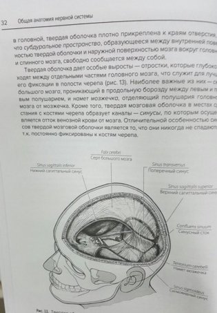 Анатомия нервной системы и органов чувств. Учебное пособие фото книги 6