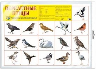 Плакат А2 "Перелетные птицы" (в пакете) фото книги