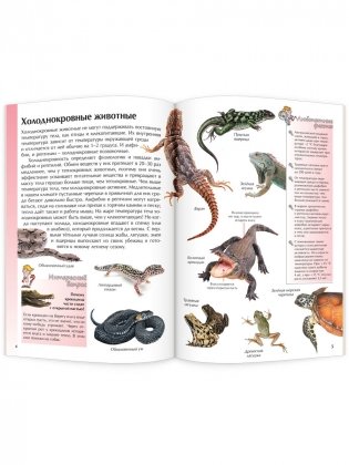Амфибии и рептилии фото книги 2