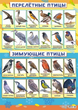 Плакат "Перелётные и зимующие птицы", А2 фото книги