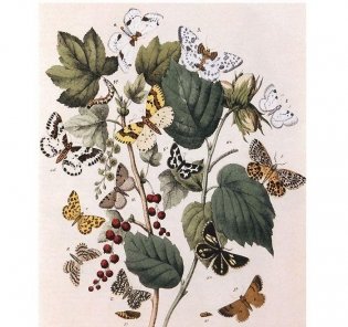 Бабочки Европы фото книги 3