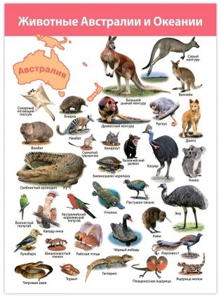 Комплект плакатов "Животные мира" фото книги 9