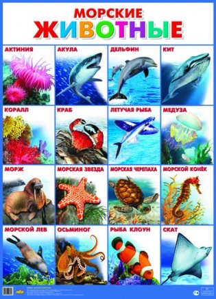 Морские животные. Плакат фото книги