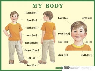 Строение тела человека. My body. Наглядное пособие на английском языке для начальной школы фото книги