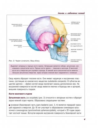 Атлас анатомии человека фото книги 10