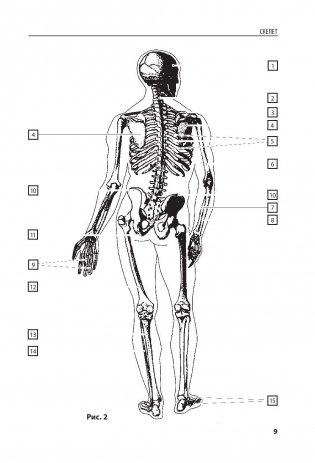 Анатомия человека. Компактный атлас-раскраска фото книги 8