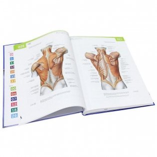 Sobotta. Атлас анатомии человека. В 2-х томах. Том 2: Туловище. Внутренние органы. Нижняя конечность. + брошюра фото книги 3
