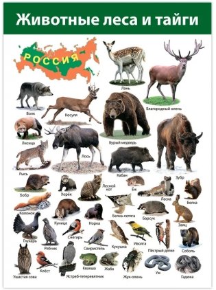 Комплект плакатов "Животные мира" фото книги 6