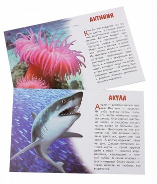 Морские животные. Обучающие карточки фото книги 2