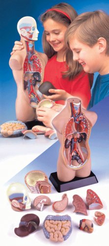 Анатомия человеческого тела фото книги 2