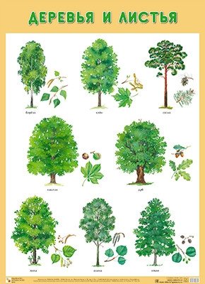 Плакат. Деревья и листья фото книги