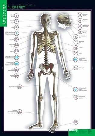 Комплект таблиц. Биология. Строение тела человека (10 таблиц + 80 карточек) фото книги