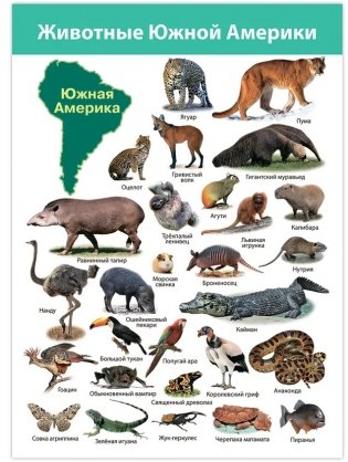 Комплект плакатов "Животные мира" фото книги 4