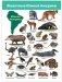 Комплект плакатов "Животные мира" фото книги маленькое 5