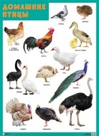Демонстрационный плакат "Домашние птицы" фото книги