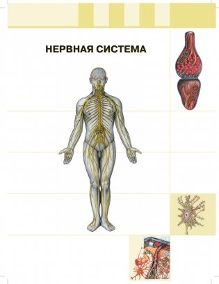 Анатомия человека: атлас. Учебное пособие. В 3-х томах. Том 3: Нервная система фото книги 4