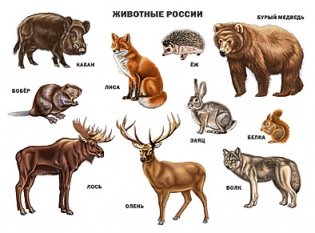 Обучающий плакат "Животные России" фото книги