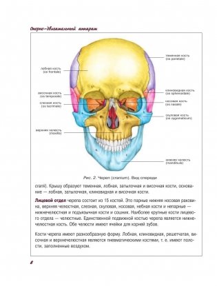 Атлас анатомии человека фото книги 9