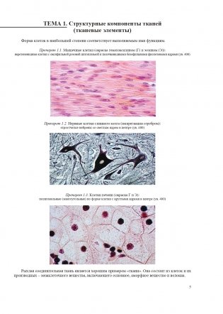Гистология, цитология и эмбриология. Атлас учебных препаратов фото книги 6