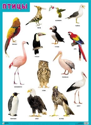 Плакаты "Птицы" фото книги