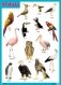 Плакаты "Птицы" фото книги маленькое 2