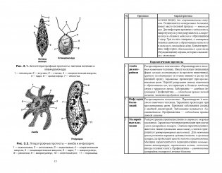 Биология в таблицах, схемах и рисунках. Пособие для подготовки к ЕГЭ фото книги 3