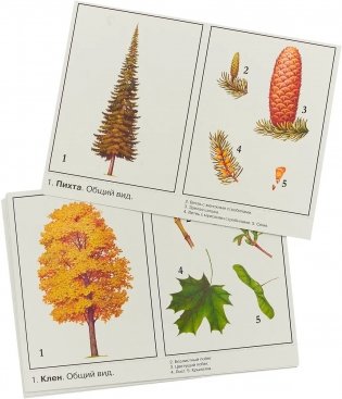 Игра "Деревья наших лесов" фото книги 2