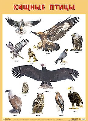 Плакат "Хищные птицы" фото книги