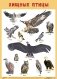 Плакат "Хищные птицы" фото книги маленькое 2
