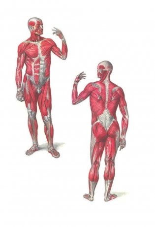 Анатомия человека фото книги 2