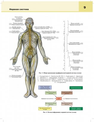 Анатомия человека: атлас. Учебное пособие. В 3-х томах. Том 3: Нервная система фото книги 6