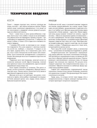Анатомия для художников фото книги 4