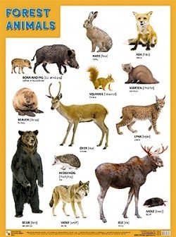 Плакат Forest animals (Лесные обитатели) фото книги