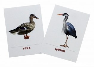 Демонстрационные картинки Супер. Перелетные птицы.16 раздаточных карточек с текстом фото книги 2