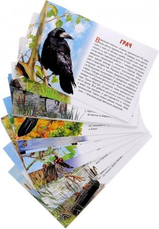 Обучающие карточки "Перелетные птицы России" фото книги 2