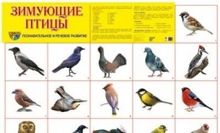 Демонстрационный плакат "Зимующие птицы" фото книги