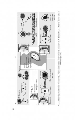 Клиническая иммунопатология для акушеров-гинекологов фото книги 19