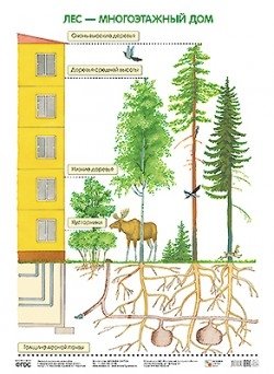 Лес - многоэтажный дом. Плакат фото книги