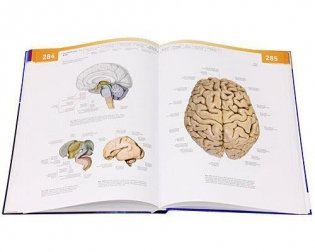 Sobotta. Атлас анатомии человека. В 2-х томах. Том 1: Голова. Шея. Верхняя конечность фото книги 3