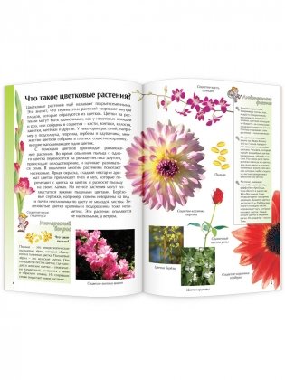 Цветковые растения фото книги 2
