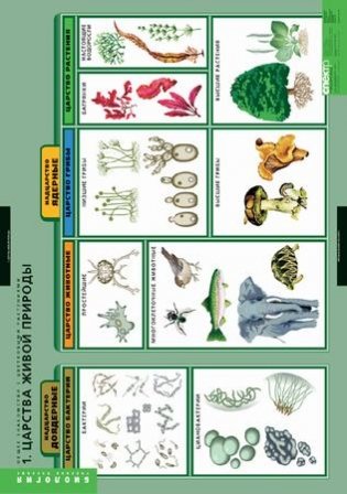 Комплект таблиц. Биология. Общее знакомство с цветковыми растениями (6 таблиц) фото книги