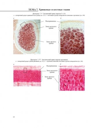 Гистология, цитология и эмбриология. Атлас учебных препаратов фото книги 19