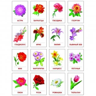 Демонстрационные картинки Супер. Цветы садовые. 16 раздаточных карточек с текстом фото книги 2