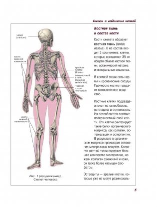 Атлас анатомии человека фото книги 6