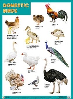 Плакат. Domestic Birds (Домашние птицы) фото книги