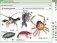 DVD. Наглядная биология. Животные. Версия 5.0 (V 5.0). Учебное мультимедиа программное обеспечение для интерактивных досок, проекторов и иного оборудования. Для платформ Windows, Linux, Mac. ФГОС фото книги маленькое 4