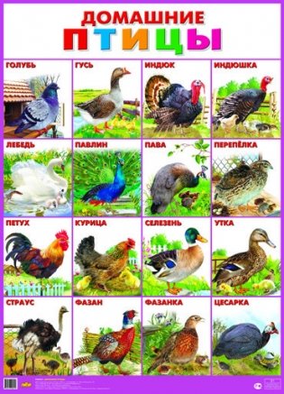 Наглядное пособие "Домашние птицы" фото книги