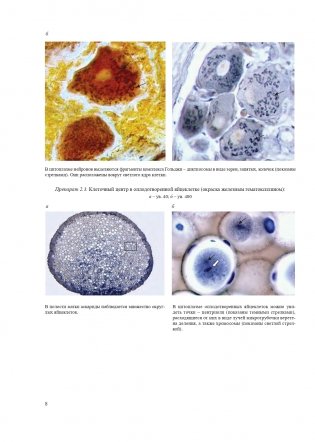Гистология, цитология и эмбриология. Атлас учебных препаратов фото книги 9