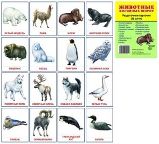 Демонстрационные картинки Супер. Животные холодных широт. 16 раздаточных карточек с текстом фото книги